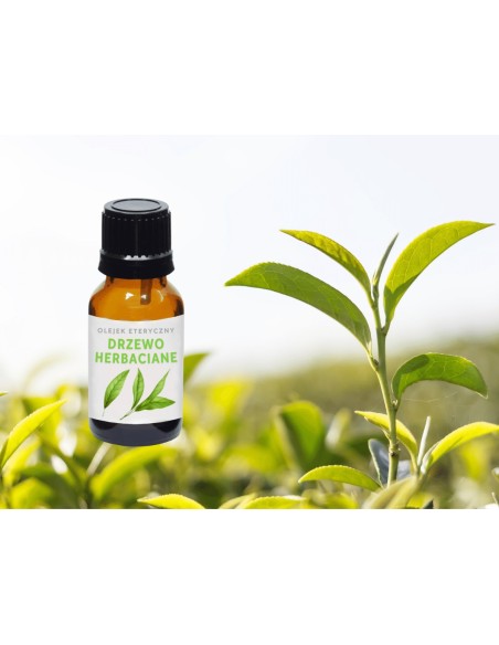 Olejek eteryczny naturalny do aromaterapii DRZEWO HERBACIANE
