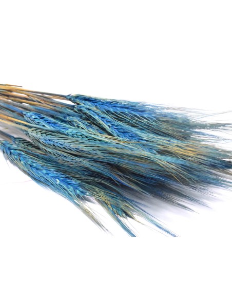 Pszenżyto niebieskie naturalne kłosy zboża susz ozdobny