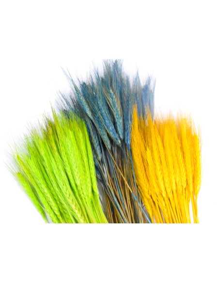 Pszenżyto niebieskie naturalne kłosy zboża susz ozdobny