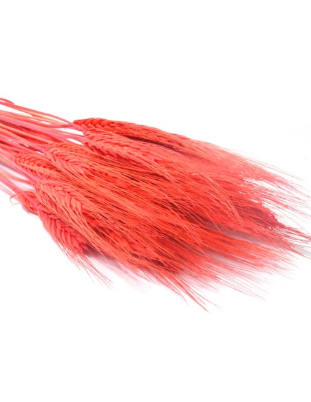 Pszenżyto czerwone naturalne kłosy zboża susz ozdobny