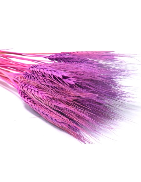 Pszenżyto lawendowe naturalne kłosy zboża susz ozdobny