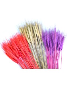 Pszenżyto lawendowe... 2