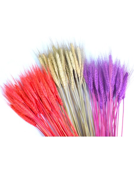 Pszenżyto lawendowe naturalne kłosy zboża susz ozdobny