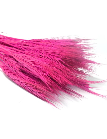 Pszenżyto różowe naturalne kłosy zboża susz ozdobny