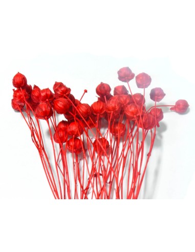 Suszony len czerwony naturalny susz...