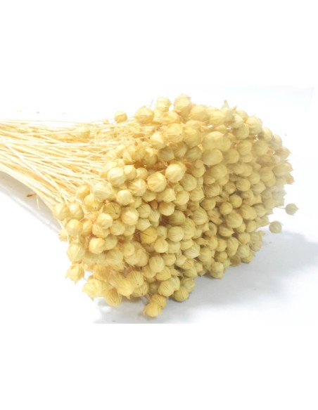 Suszony len naturalny susz ozdobny