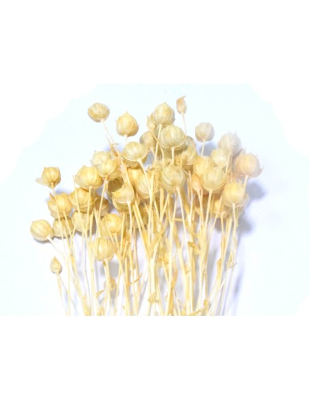 Suszony len naturalny susz ozdobny