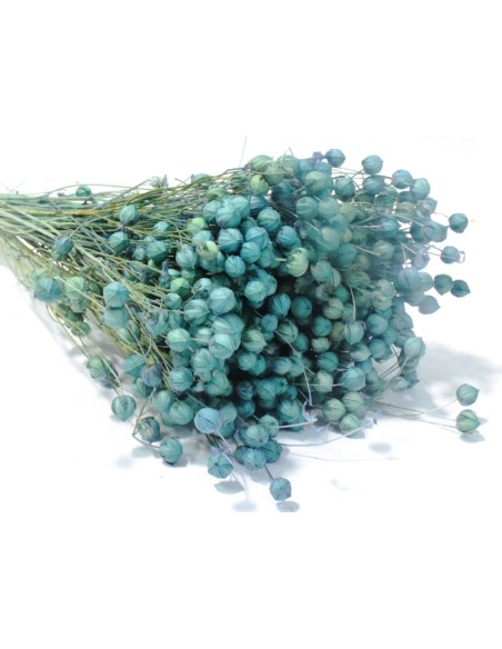 Suszony len niebieski naturalny susz ozdobny