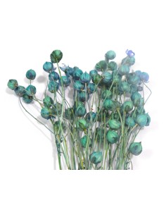 Suszony len niebieski... 2