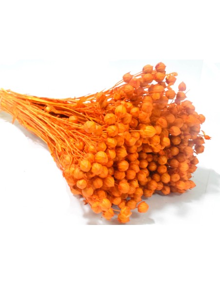 Suszony len pomarańczowy naturalny susz ozdobny