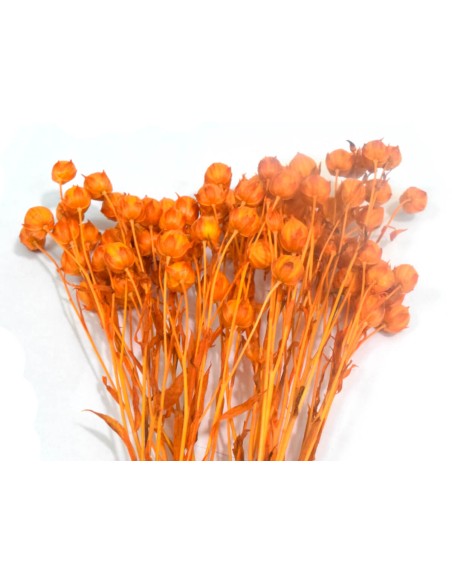 Suszony len pomarańczowy naturalny susz ozdobny