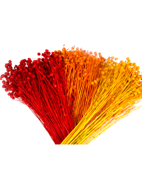 Suszony len pomarańczowy naturalny susz ozdobny