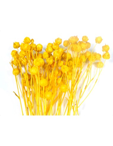 Suszony len żółty naturalny susz ozdobny
