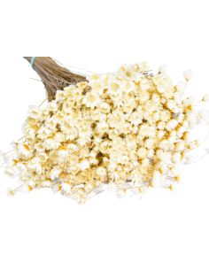 Glixia gliksja biała...