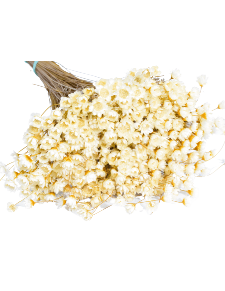 Glixia gliksja biała naturalna suszone kwiaty suszki