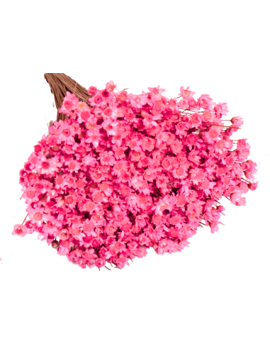 Glixia gliksja różowa naturalna suszone kwiaty suszki