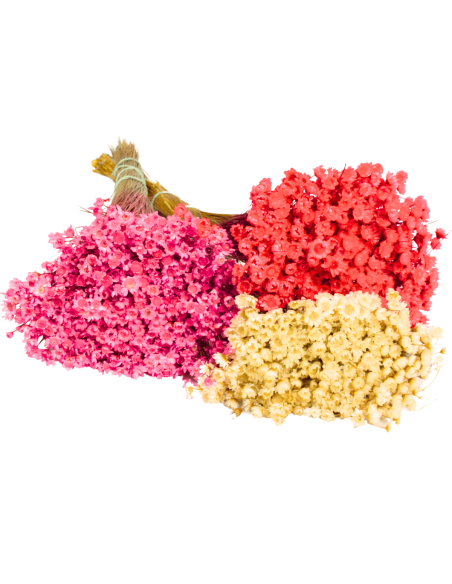 Glixia gliksja różowa naturalna suszone kwiaty suszki