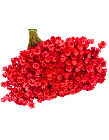 Glixia gliksja czerwona naturalna suszone kwiaty suszki