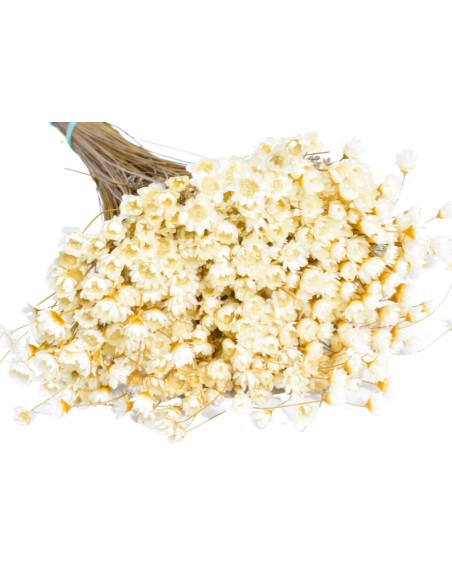 Glixia gliksja naturalna suszone kwiaty suszki - bukiet