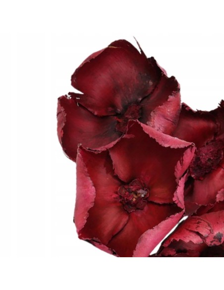 Palm cup czerwony susz egzotyczny 5 szt