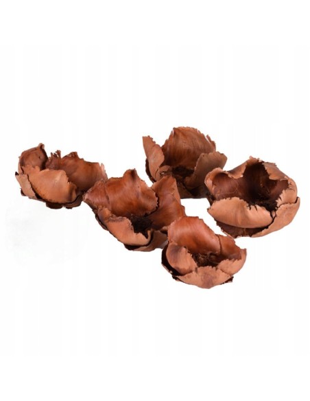 Palm cup brązowy naturalny susz egzotyczny 5 szt