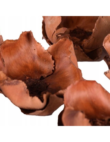 Palm cup brązowy naturalny susz egzotyczny 5 szt