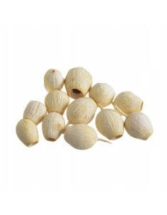 Eukaliptus główki bielony...