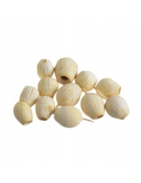 Eukaliptus główki bielony susz egzotyczny dekoracyjny 12 szt