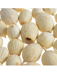 Eukaliptus główki bielony... 2