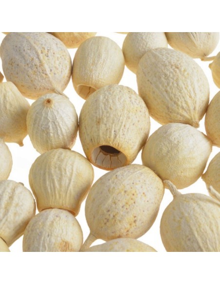 Eukaliptus główki bielony susz egzotyczny dekoracyjny 12 szt