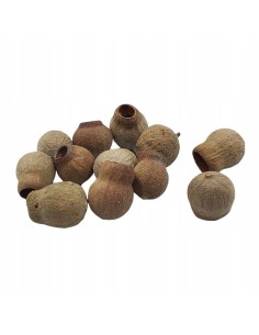 Eukaliptus główki naturalny...