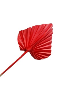 Suszony liść palmowy...