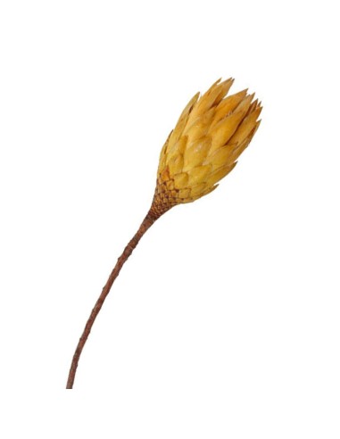 Kwiat protea jasna naturalna susz egzotyczny