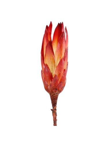 Kwiat protea czerwona susz egzotyczny