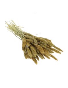 Suszona seteria włochata...