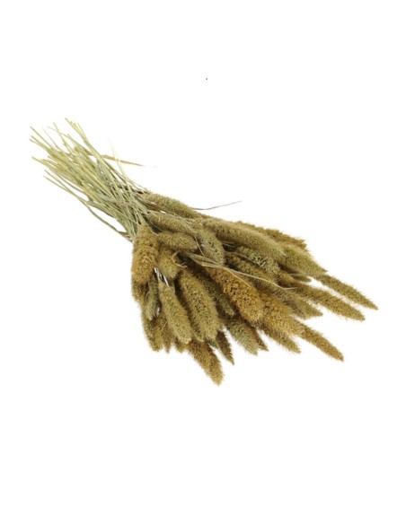 Suszona seteria włochata naturalna susz ozdobny dekoracyjny wiązka