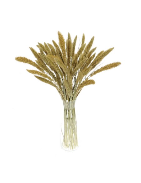 Suszona seteria włochata naturalna susz ozdobny dekoracyjny wiązka