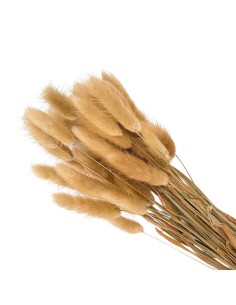 Suszona seteria włochata...