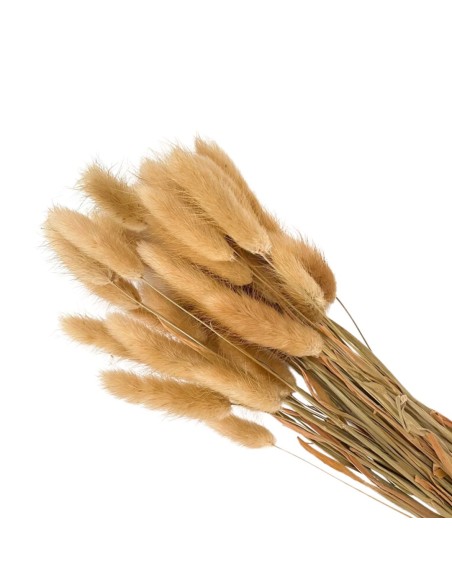 Suszona seteria włochata susz ozdobny dekoracyjny bielony wiązka