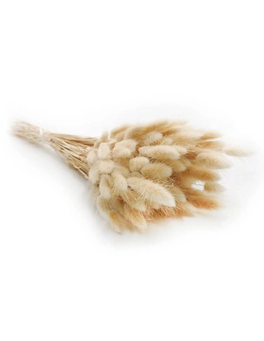 Suszona seteria włochata susz ozdobny...