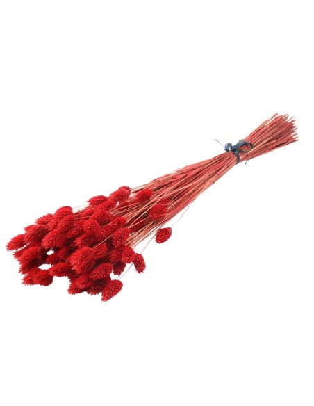 Suszony kanar ozdobny susz dekoracyjny czerwony wiązka