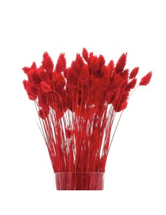 Suszony kanar ozdobny susz... 2