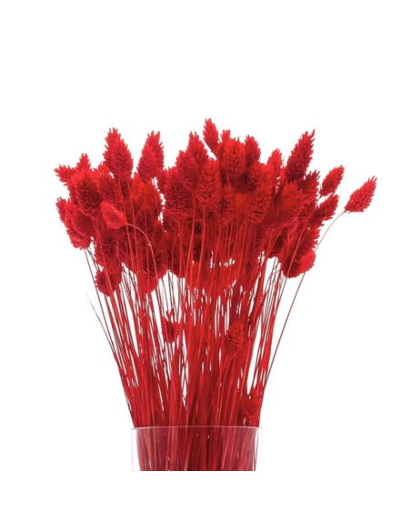 Suszony kanar ozdobny susz dekoracyjny czerwony wiązka