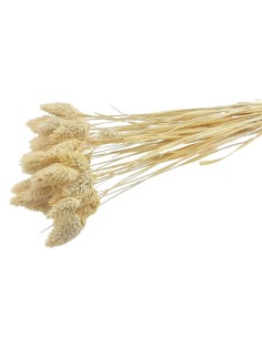 Suszony kanar ozdobny susz...