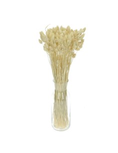 Suszony kanar ozdobny susz... 2