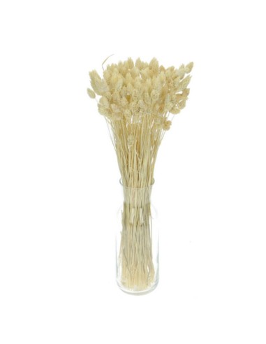 Suszony kanar ozdobny susz...