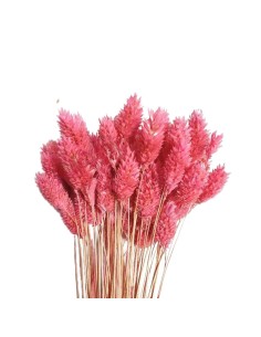 Suszony kanar ozdobny susz...