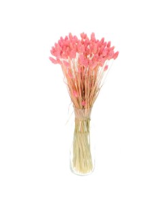 Suszony kanar ozdobny susz... 2