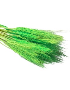 Pszenżyto ciemnozielone...