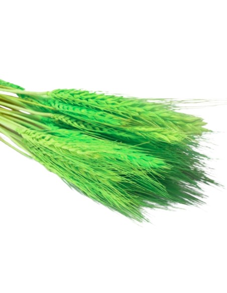 Pszenżyto ciemnozielone naturalne kłosy zboża susz ozdobny